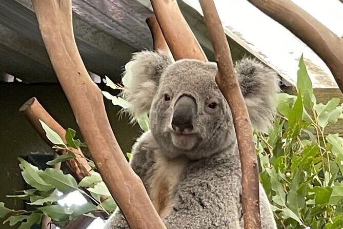 Best of Blue Mountains: Private Tour - Exploring the Itinerary in Detail