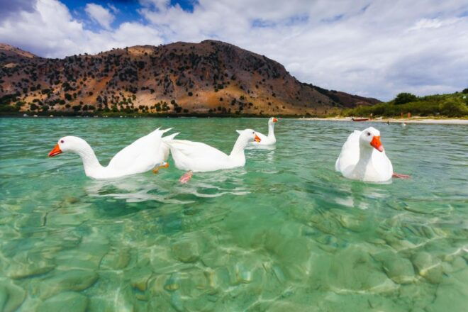 Best of Chania Sights & Lake Kournas Full Day Private Tour - Local Dining Recommendations