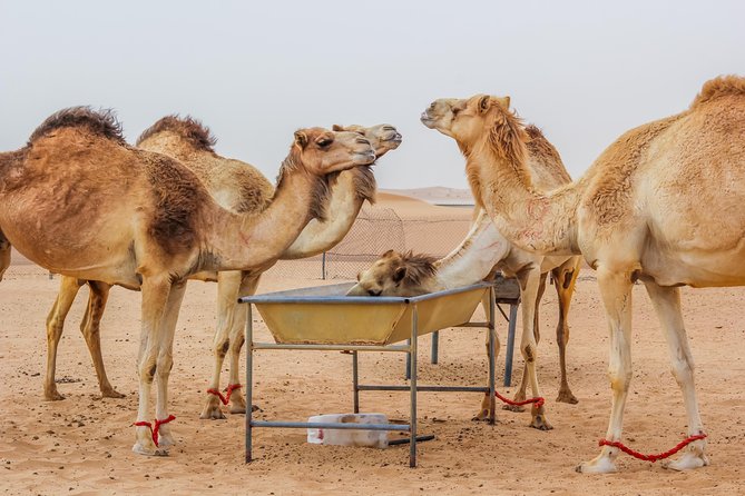 Best of Dubai : Dubai City Tour Evening Desert Safari With All Activities - Cancellation Policy
