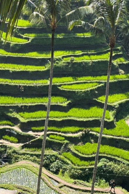 Best of Experience Full Day Ubud Tour With Private Driver - Booking Information