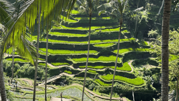 Best of Experience Full Day Ubud Tour With Private Driver - Customer Reviews