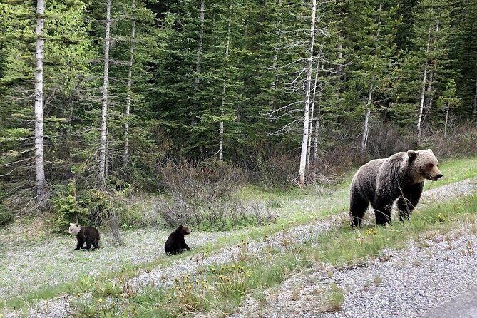 Best of Glaciers from Calgary/Canmore/Banff - The Sum Up: A Solid Choice for Scenic Exploration