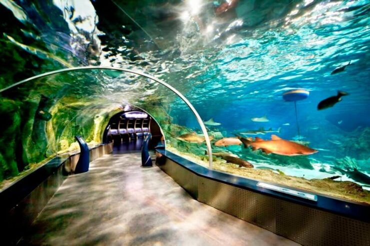 Best of Istanbul Aquarium Tour With Ticket & Hotel Transfer - Key Points
