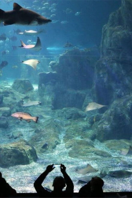 Best of Istanbul Aquarium Tour With Ticket & Hotel Transfer - Guided Tour Details