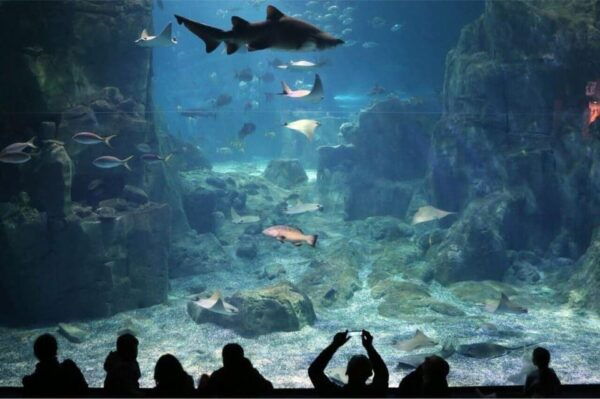 Best of Istanbul Aquarium Tour With Ticket & Hotel Transfer - Booking and Cancellation Policy