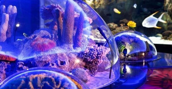 Best of Istanbul Aquarium Tour With Ticket & Hotel Transfer - Tips for a Great Visit