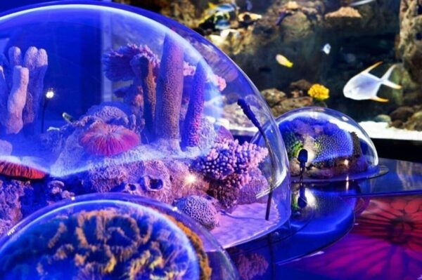 Best of Istanbul Aquarium Tour With Ticket & Hotel Transfer - Frequently Asked Questions