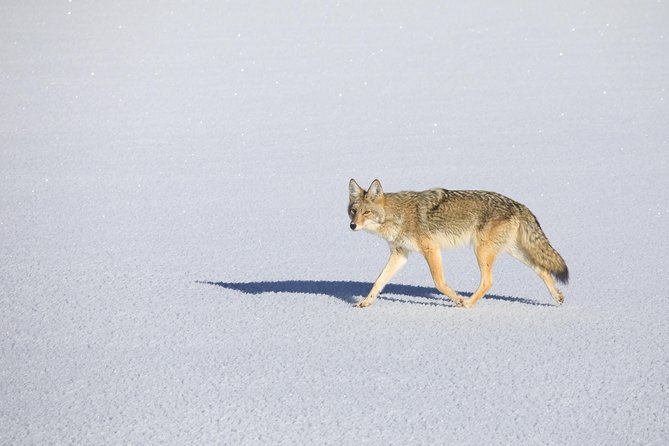 Best of Jackson Hole Wildlife Private Safari Tour - Tour Highlights
