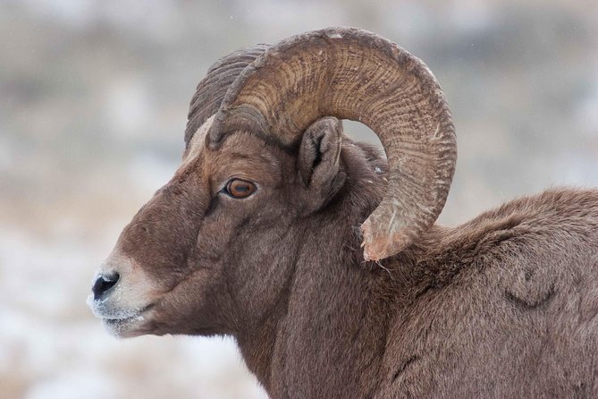 Best of Jackson Hole Wildlife Private Safari Tour - Accessibility and Participation Information