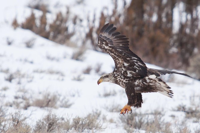 Best of Jackson Hole Wildlife Private Safari Tour - Cancellation Policy