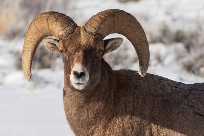 Best of Jackson Hole Wildlife Private Safari Tour - Traveler Reviews and Ratings