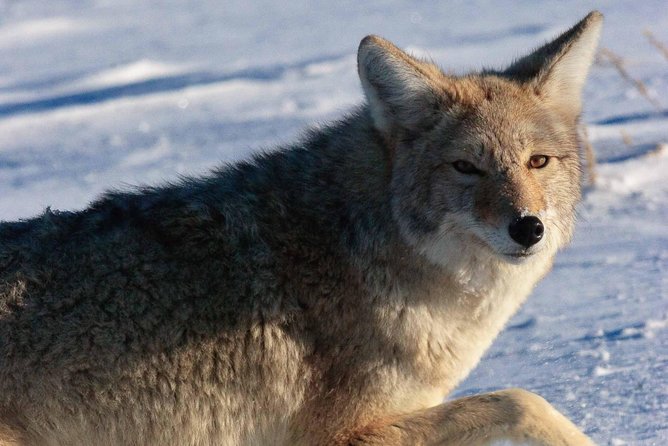 Best of Jackson Hole Wildlife Private Safari Tour - Directions to Book the Tour