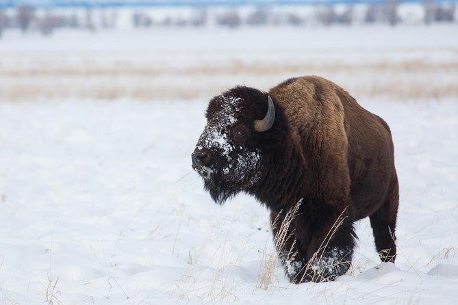 Best of Jackson Hole Wildlife Private Safari Tour - Common Questions