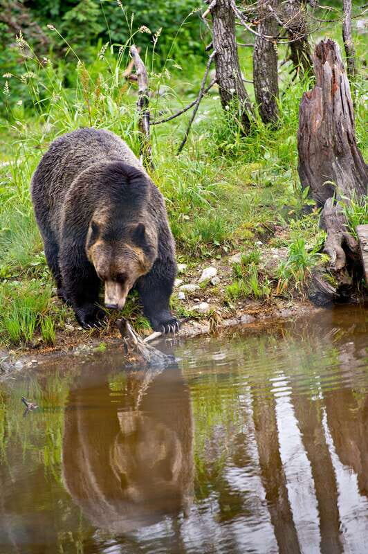 Best of Kananaskis PRIVATE SAFARI Tour + Custom Nature Walk - FAQ