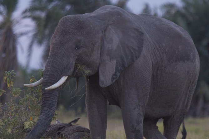 Best of Kenya Safari - Accommodation Options