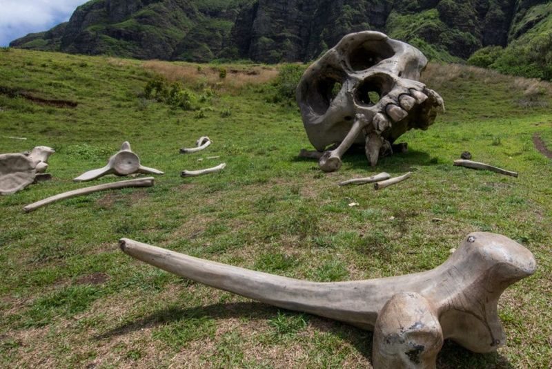 Best of Kualoa Experience Ultimate Tour in Oahu - The farm tour brings the day back to the land