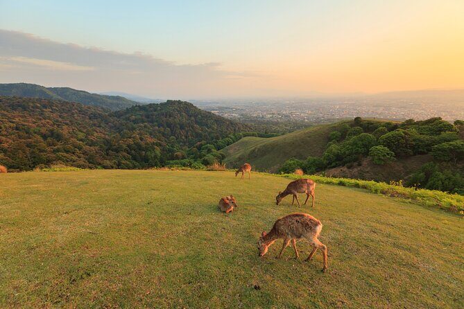 Best of Kyoto and Nara Highlights Day Tour from Osaka (7~9 spots) - Frequently Asked Questions
