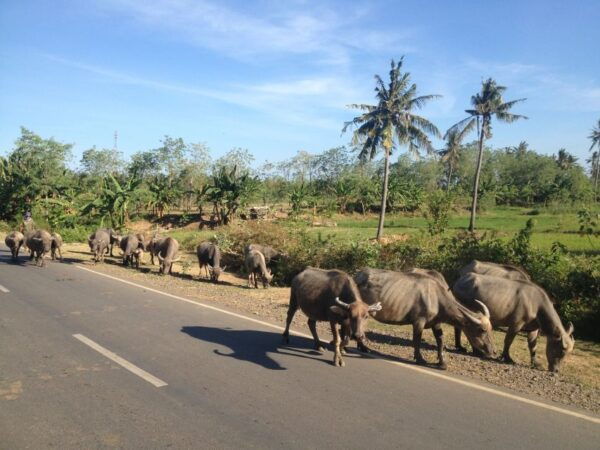 Best of Lombok: Tribe Villages, Traditions & Waterfalls - Explore Half of Lombok Island: North, East, and Central Regions