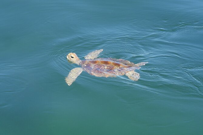 Best of Moreton Bay Cruise - Snorkel The Tangalooma Wrecks - Speedboat Trip to Tangalooma Wrecks
