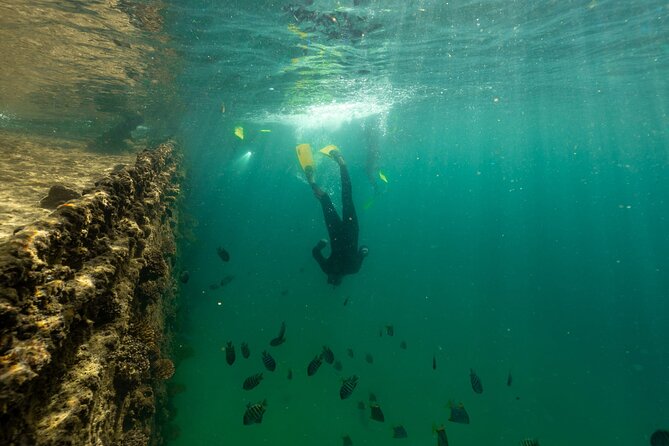 Best of Moreton Bay Cruise - Snorkel The Tangalooma Wrecks - Swim and Snorkel With Vibrant Marine Life