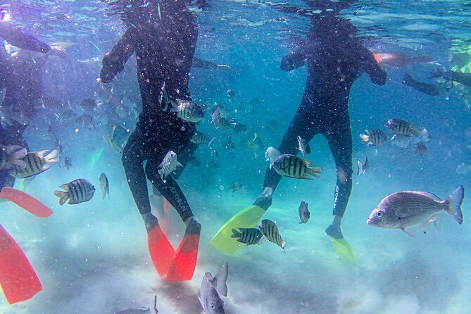 Best of Moreton Bay Cruise - Snorkel The Tangalooma Wrecks - Observe Marine Life in the Tangalooma Wrecks