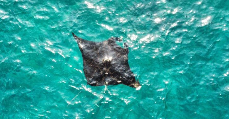 Best of Nusa Penida Day Tour With Private Snorkeling Boat - Tour Highlights