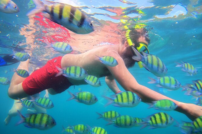 Best of Phi Phi Islands Snorkeling Tour From Phuket - Enjoy a Buffet Lunch