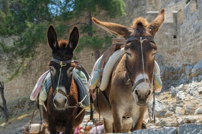Best of Rhodes Tour Including Lindos and Medieval City - Included Activities