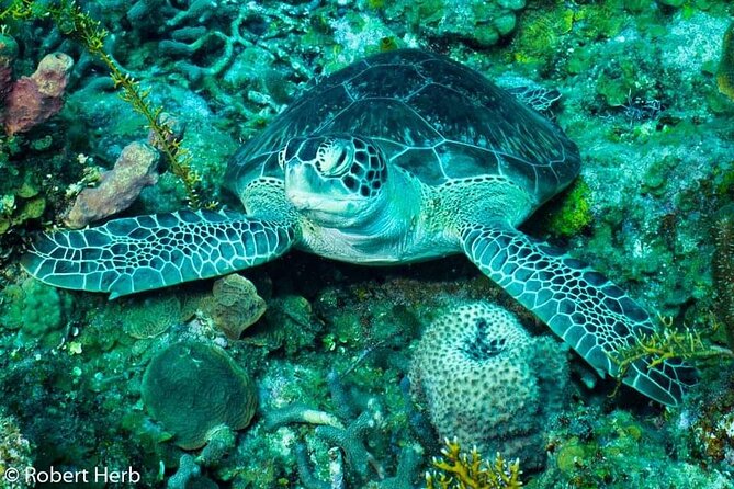 Best of Roatan by Land and Sea - Scenic Coastal Views