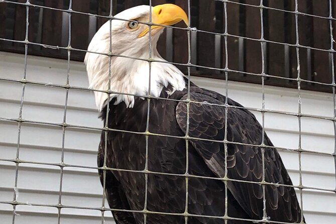 Best of Sitka Land Tour l Top Attractions & Scenic Highlights - Exploring Sitka’s Top Attractions