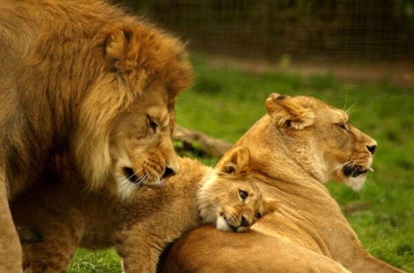 Best of South Africa 15 Day Tour Cape Town to Johannesburg - Hluhluwe Imfolozi - Wildlife Haven