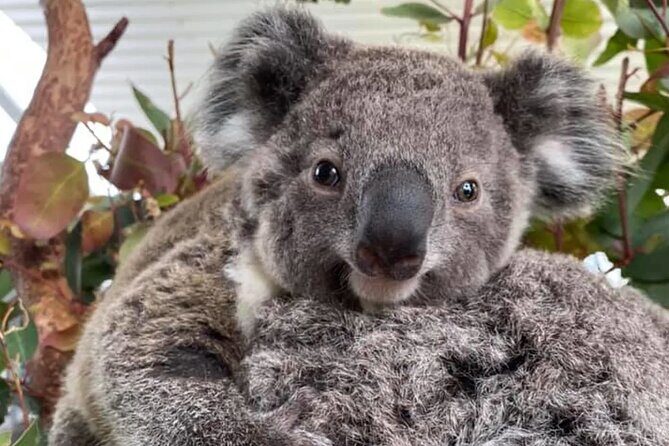 Best of Sydney and Blue Mountains 2 Days Luxury Private tour - FAQ