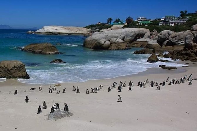 Best Of The Cape 8 Hour Private Tour - Traveler Photos and Reviews