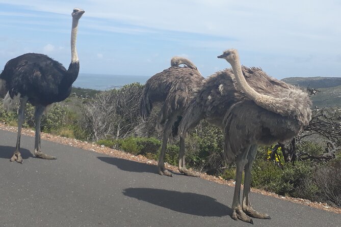 Best Of The Cape 8 Hour Private Tour - Review Count and Ratings