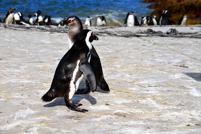 Best of the Cape (Cape Point & Winelands) - Pickup Information for the Tour