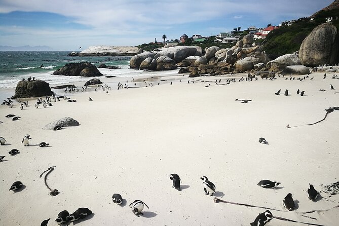 Best of the Cape Full Day Private Tour - Pricing and Group Options