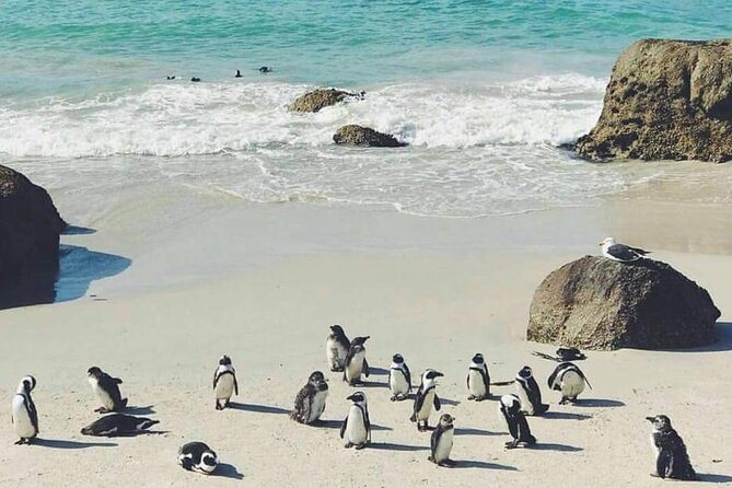 Best of the Cape Full Day Private Tour - Common Questions