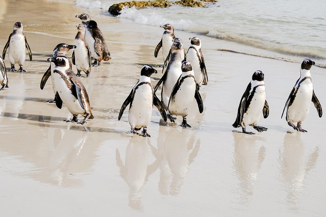 Best of the Cape Peninsula Private Tour - Wildlife Encounters