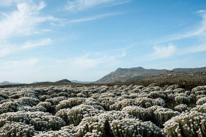 Best of the Cape Peninsula Private Tour - The Sum Up