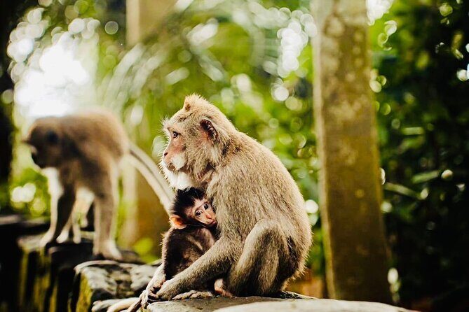 Best of Ubud: All-Inclusive Private Tour with Local Guide - Who is This Tour Best For?