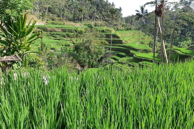 Best Of Ubud All Inclusive Tour, Waterfall,Rice Terrace and Temple - Tour Overview
