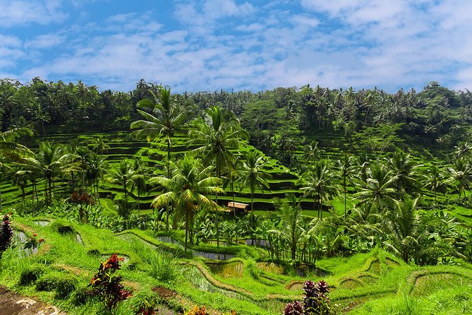 Best of Ubud Private Day Tour - Tour Details