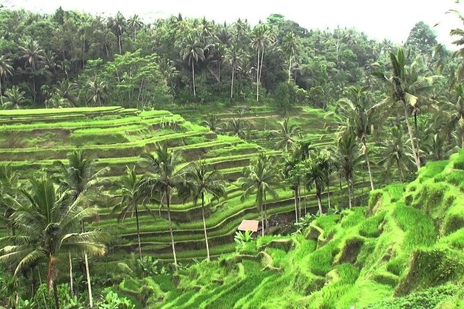 Best of Ubud Private Day Tour - Booking Information