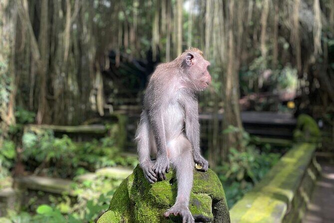 Best of Ubud Sightseeing Private All Inclusive Tour - Limitations to Consider