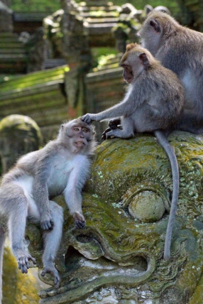 Best of Ubud: Temple, Waterfall, and Rice Terrace Adventure - Holy Water Sebatu Temple