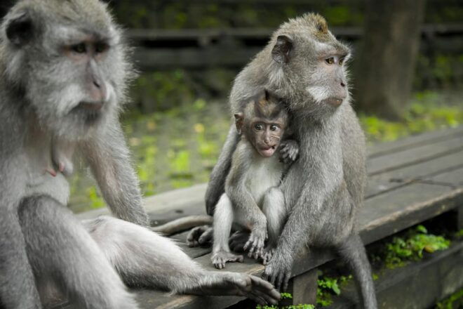 Best of Ubud Tour - All Inclusive - Cultural Attractions