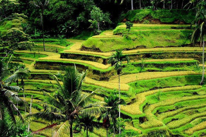 Best of Ubud: Waterfall, Rice Terraces & Monkey Forest - Tegalalang Rice Terrace Beauty
