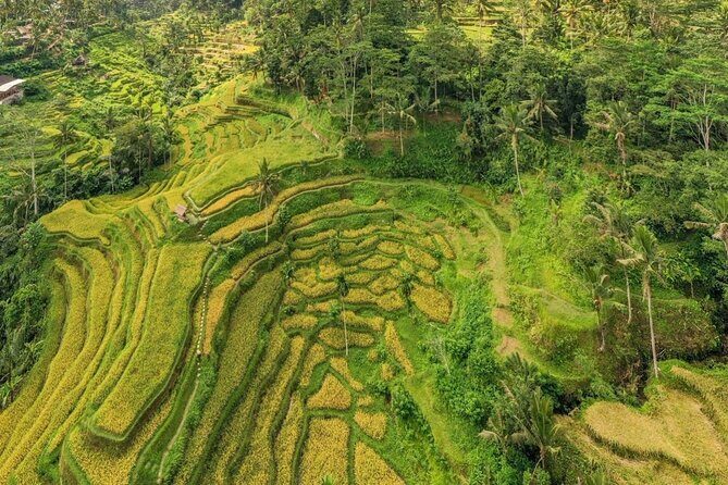 Best of Ubud: Waterfalls, Temple & Rice Terraces Private Day Tour - Who Should Consider This Tour?