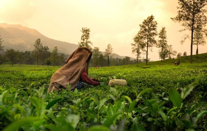 Best of Wayanad: Guided Day Trip from Mysore in a Car - An Overview of the Experience