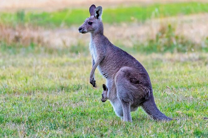 Best of Wildlife and Birds Tour - Photography Opportunities